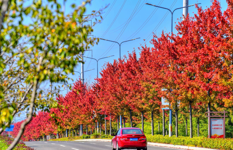 宿遷限定！秋日“調色盤”上線